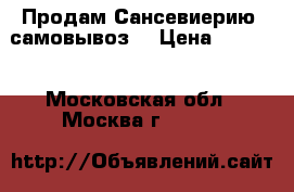 Продам Сансевиерию ,самовывоз. › Цена ­ 1 000 - Московская обл., Москва г.  »    